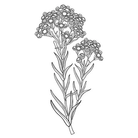 143357767 Outline Helichrysum Arenarium Or Immortelle Flower Bunch Isolated 