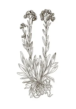 61282027 helichrysum arenarium